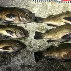 淡路めばるフェス２０１９