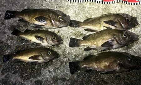 淡路めばるフェス２０１９