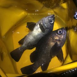 プラッキング一撃デビュー