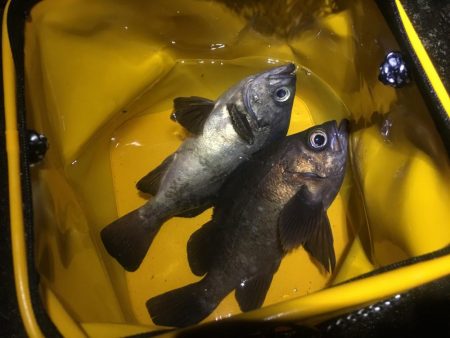 プラッキング一撃デビュー