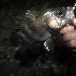 サタデーナイトフィーバーならず。。。