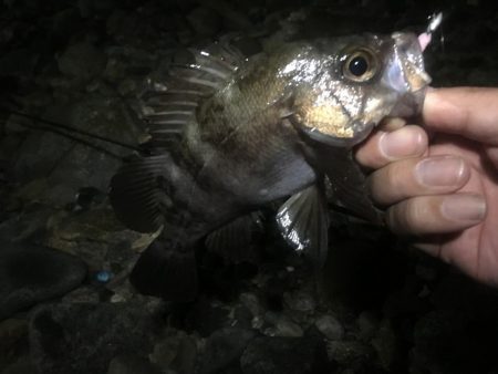 サタデーナイトフィーバーならず。。。