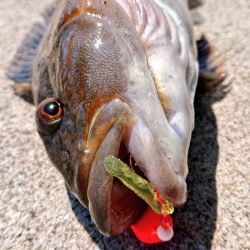 エゾメバル入れ食い