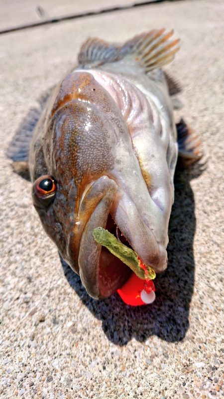 エゾメバル入れ食い