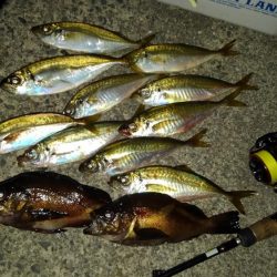 メバルのつもりが?