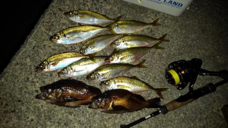 メバルのつもりが？