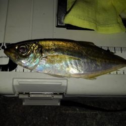 よく釣れたアジング