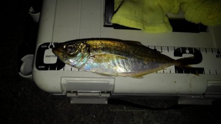 よく釣れたアジング