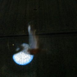 ナイトアジング