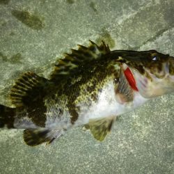 令和初フィッシュ！