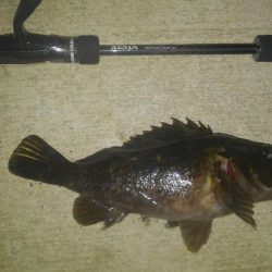 入れ食いでした!