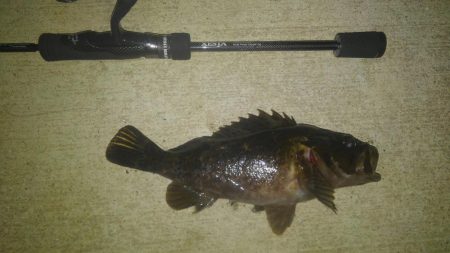 入れ食いでした!