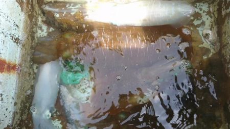 ボートエギング