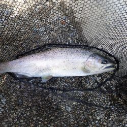 揖保川渓流釣り大会