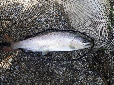 揖保川渓流釣り大会