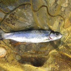 揖保川渓流釣り