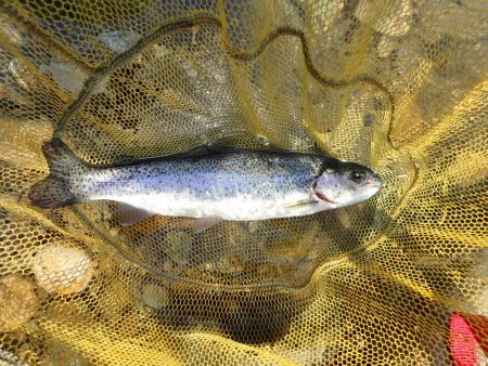 揖保川渓流釣り