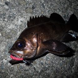 数を狙うか? それとも型か?