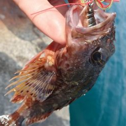 エギング(春イカ?)