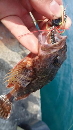 エギング(春イカ?)