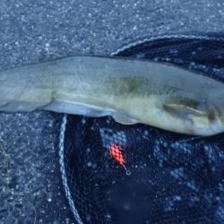 手長エビ&ぶっこみ釣り