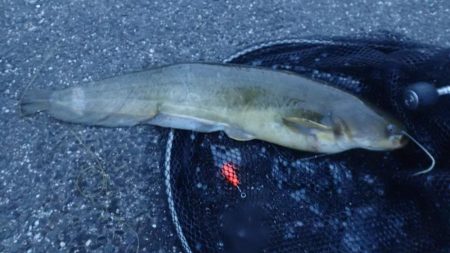 手長エビ&ぶっこみ釣り