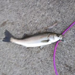 シーバス　好調