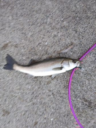 シーバス　好調