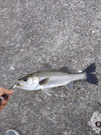 シーバス　朝練３匹