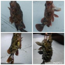 メバル×1 ガシラ×12