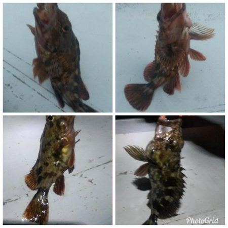 メバル×1 ガシラ×12