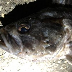 アオリイカ、キビレ、モンゴウイカなど