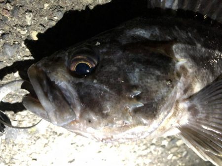 アオリイカ、キビレ、モンゴウイカなど