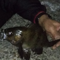 強風荒波良型アジ