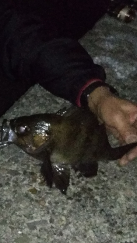 強風荒波良型アジ