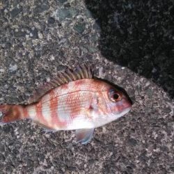 初夏のキス釣り