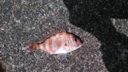 初夏のキス釣り