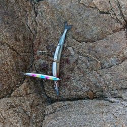 魚へんに春が、来たぁ～！