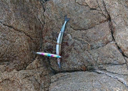 魚へんに春が、来たぁ～！