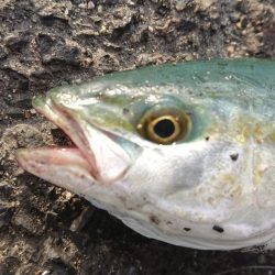 久々の大型ブリ捕獲成功♪