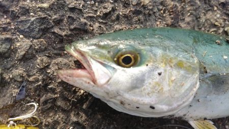 久々の大型ブリ捕獲成功♪