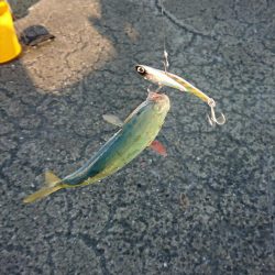 かわいい青物たち