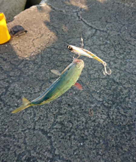 かわいい青物たち