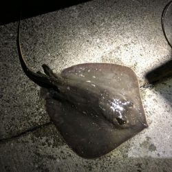 脂乗ってプリプリ、泉南の戻りアジ！