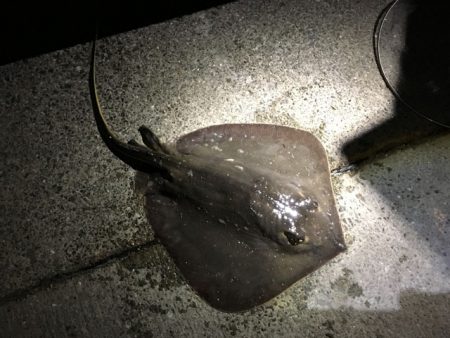 脂乗ってプリプリ、泉南の戻りアジ！