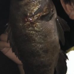 シラスミノーでフッコ