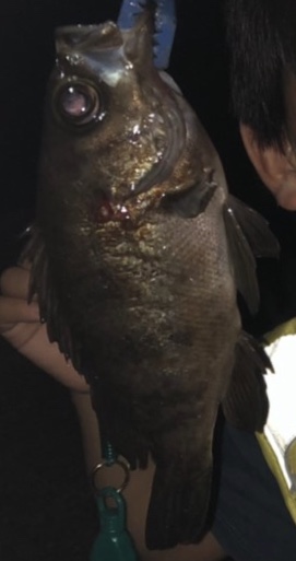 シラスミノーでフッコ