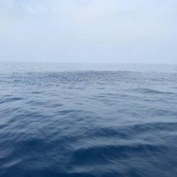 へいみつ丸 釣果