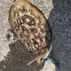 春イカひさびさにエギングで２キロアップ