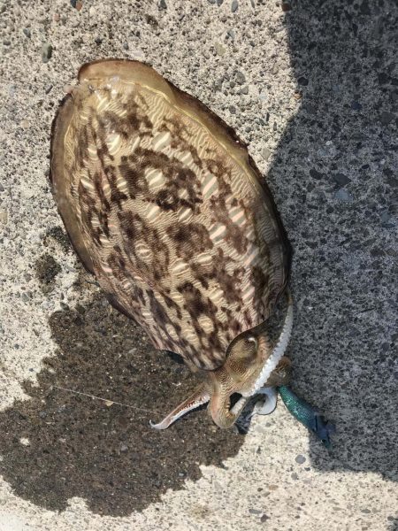 春イカひさびさにエギングで２キロアップ